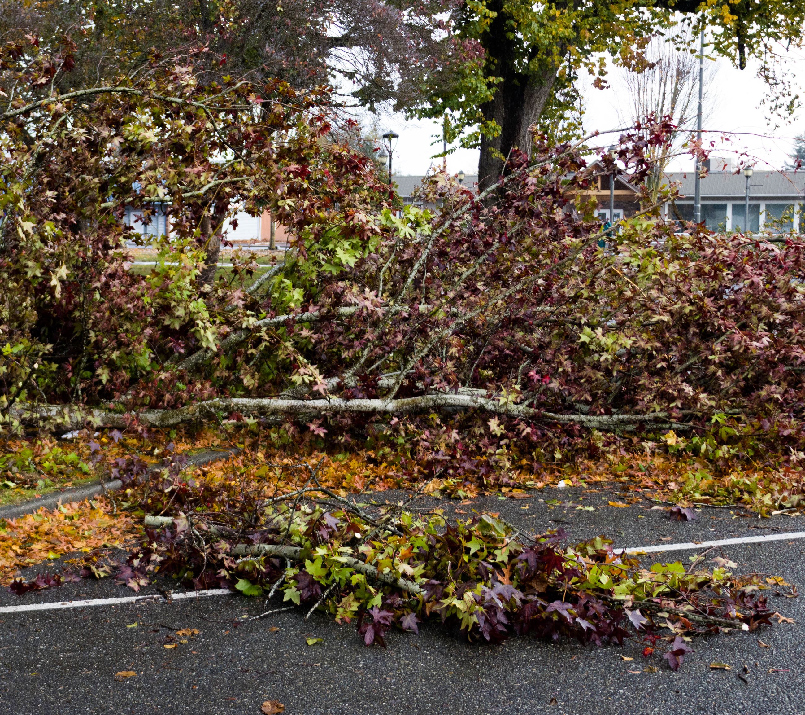 Nov 2022 Storm Debris